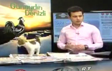 Видеохит: кошка стала ведущей новостей