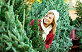 В Беларуси начинают продавать новогодние елки: где и почем