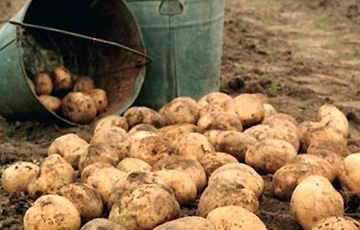 В Чашникском районе на картошке таинственно погиб рабочий