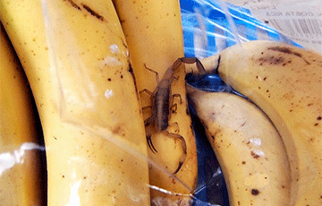У Баранавічах злавілі скарпіёна, які ўджаліў пакупніка бананаў