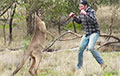 Видеохит: австралиец боксирует с кенгуру