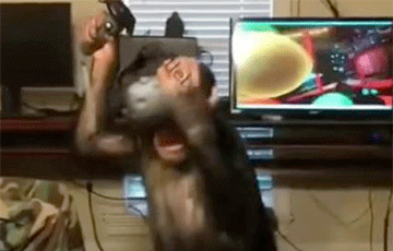 Видеохит: Шимпанзе дали очки виртуальной реальности