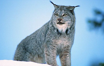 Видеохит: Канадская рысь ведет себя с человеком как домашняя кошка