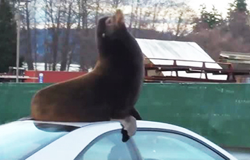 Видеохит: В США морской лев прилег на крышу автомобиля