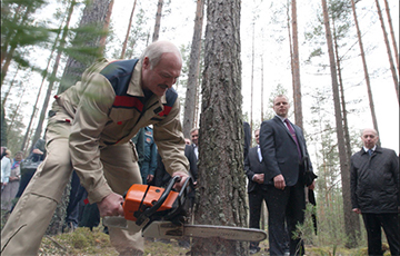 Лукашэнка дазволіў вывозіць лес за мяжу