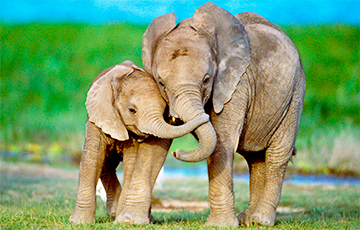 Ученые: Слоны, как люди, называют друг друга по имени