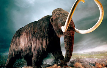 Ученые нашли 10-тысячелетние останки мамонта и сделали ошеломляющее открытие