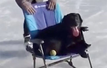 Видеохит: собака прокатилась по льду на кресле-качалке