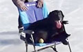 Видеохит: собака прокатилась по льду на кресле-качалке