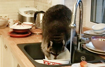 Видеохит: Енот пробрался на кухню и помыл посуду