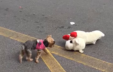 Видеохит: Собака обожает ходить по магазинам и выбирать себе игрушки