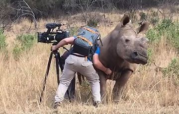 Видеохит: Самка дикого носорога попросила оператора почесать ее