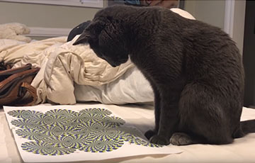 Видеохит: Кошка рассердилась на лист бумаги с оптической иллюзией