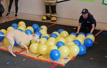 Собака побила необычный мировой рекорд