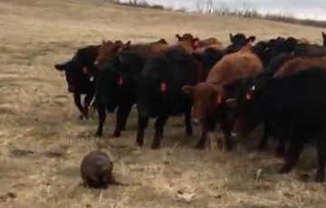 Видеофакт: В Канаде бобер увел с пастбища 150 коров