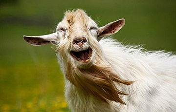 В Зимбабве разрешили расплачиваться за учебу козлами и баранами