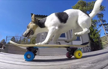 Появились веские доказательства того, что собаки — прирожденные скейтеры