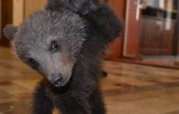 В Грузии мужчина нашел медвежонка и отнес в парламент