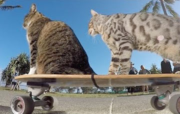 Катающиеся на скейте коты стали звездами YouTube
