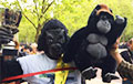 Человек в костюме гориллы шесть дней бежал Лондонский марафон