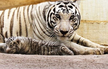 В мексиканском зоопарке показали детенышей белого бенгальского тигра