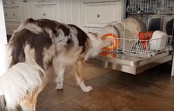 Любящая «мыть» посуду собака стала звездой Сети