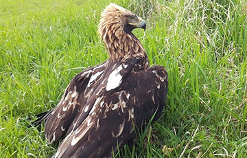 В могилевском зоосаде выхаживают редкого для Беларуси императорского орла