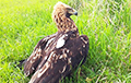 В могилевском зоосаде выхаживают редкого для Беларуси императорского орла