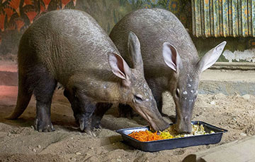 Минский зоопарк рассказал о причинах подорожания билетов