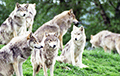 Минлесхоз: Волки идут к белорусским деревням