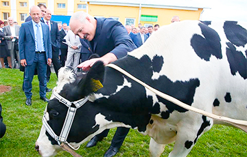 Лукашенко: Некоторые считают, что лошадь - это тоже корова