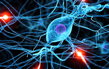 Ученые доказали, что нервные клетки восстанавливаются