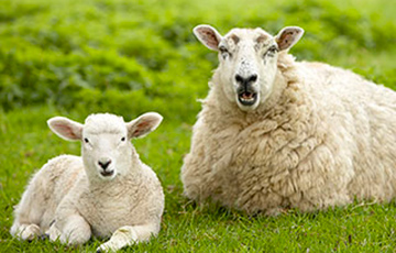 Власти составляют масштабный список «овец для стрижки»