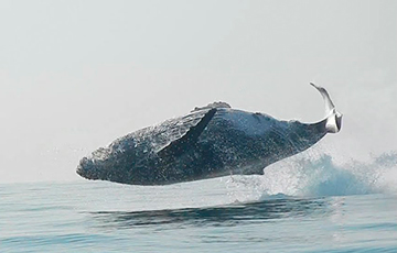 Прыжок горбатого кита сняли на видео