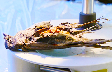 В Норвегии ученые обнаружили птицу возрастом 4200 лет