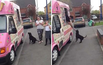 Видеохит: Хорошо воспитанная собака ждет очереди за мороженым